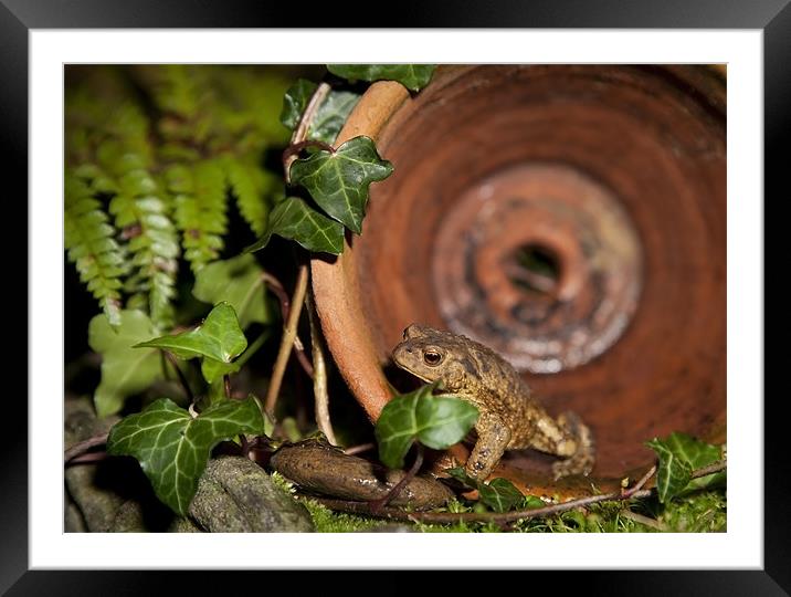 COMMON TOAD Framed Mounted Print by Anthony R Dudley (LRPS)