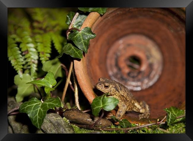 COMMON TOAD Framed Print by Anthony R Dudley (LRPS)