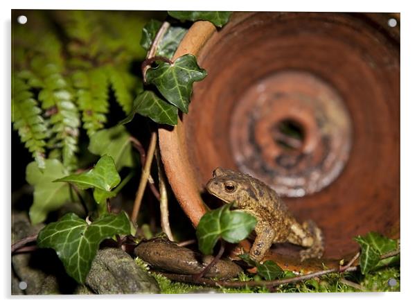 COMMON TOAD Acrylic by Anthony R Dudley (LRPS)