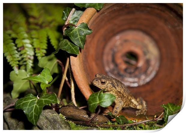 COMMON TOAD Print by Anthony R Dudley (LRPS)