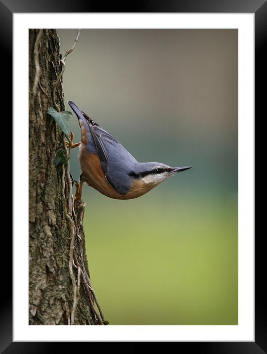 NUTHATCH Framed Mounted Print by Anthony R Dudley (LRPS)