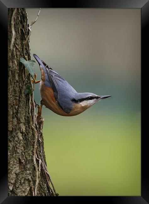 NUTHATCH Framed Print by Anthony R Dudley (LRPS)