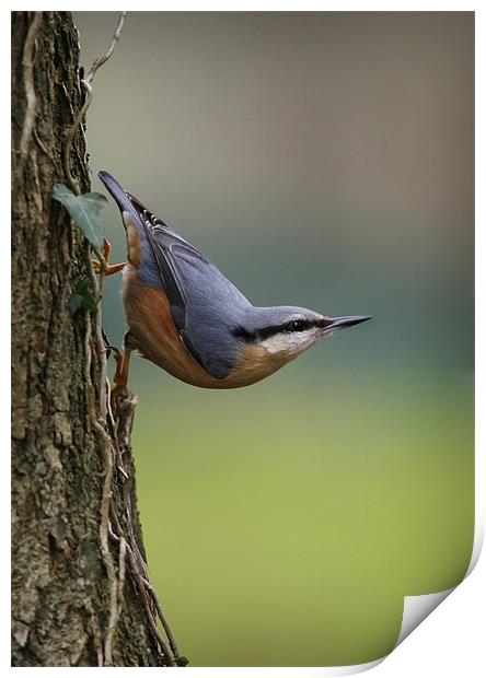 NUTHATCH Print by Anthony R Dudley (LRPS)