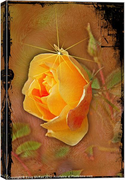 Peach rose Canvas Print by Doug McRae