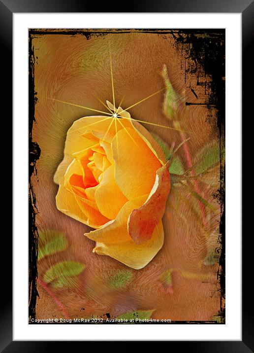 Peach rose Framed Mounted Print by Doug McRae
