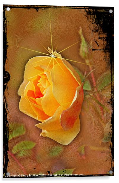 Peach rose Acrylic by Doug McRae