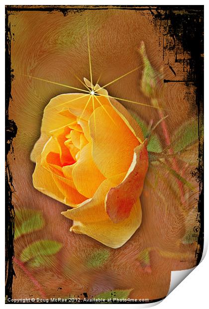 Peach rose Print by Doug McRae