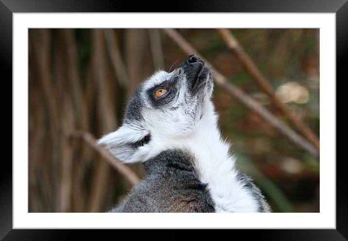 Cute ring-tailed lemur looking up Framed Mounted Print by Linda More