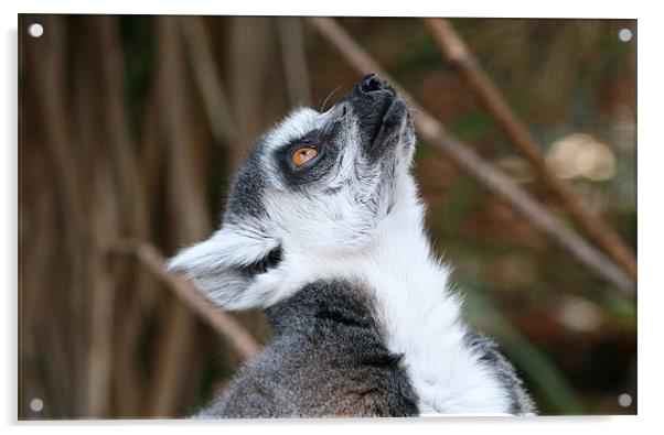 Cute ring-tailed lemur looking up Acrylic by Linda More