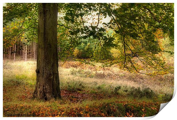 Autumn Woodland Print by Ann Garrett