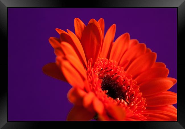 Macro Orange Gebera Framed Print by Adam Payne