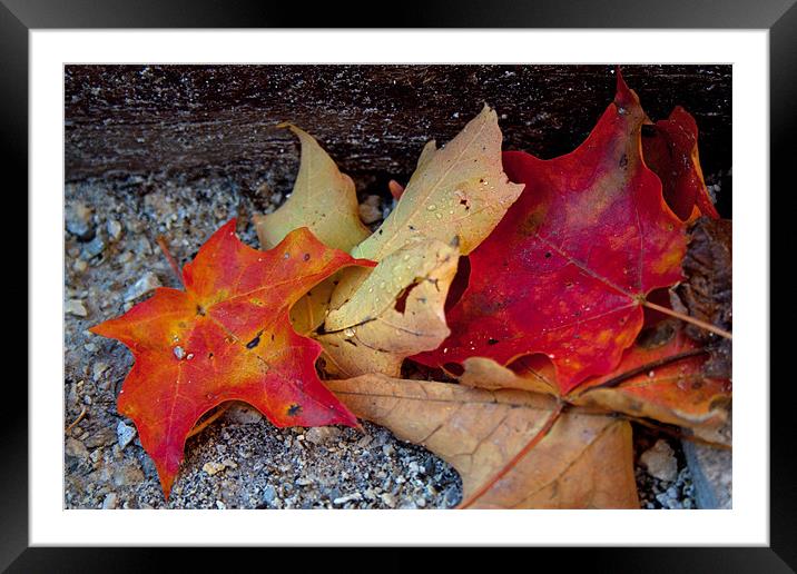 Autumn leaves Framed Mounted Print by jane dickie