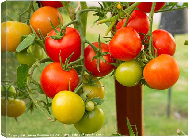 Tomatoes growing in a greenhouse. Canvas Print by Louise Heusinkveld