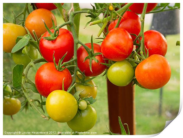 Tomatoes growing in a greenhouse. Print by Louise Heusinkveld