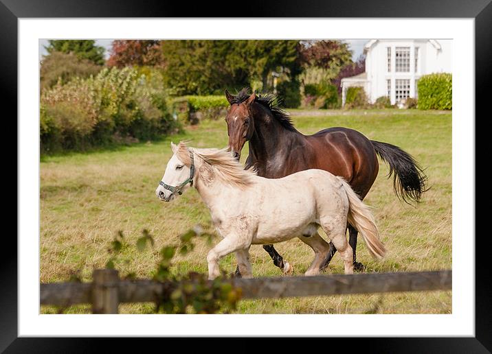Pony and Horse Playing Framed Mounted Print by Edward Liddell
