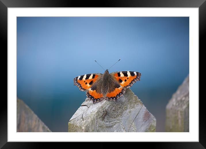 Small Tortoiseshell Butterfly on Blue Background Framed Mounted Print by Edward Liddell