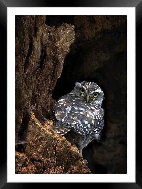 LITTLE OWL Framed Mounted Print by Anthony R Dudley (LRPS)