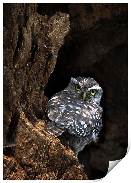 LITTLE OWL Print by Anthony R Dudley (LRPS)