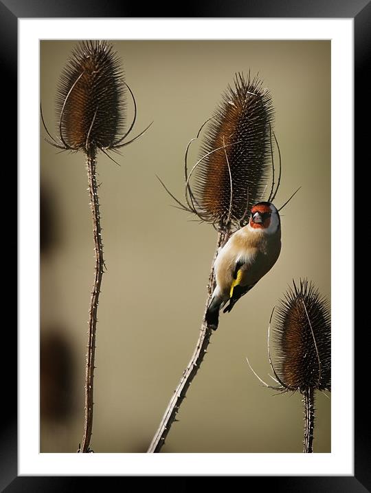 GOLDFINCH AND TEASELS Framed Mounted Print by Anthony R Dudley (LRPS)