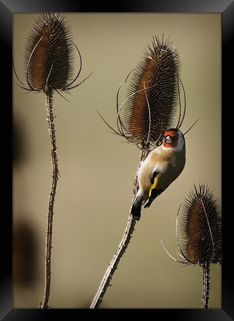 GOLDFINCH AND TEASELS Framed Print by Anthony R Dudley (LRPS)
