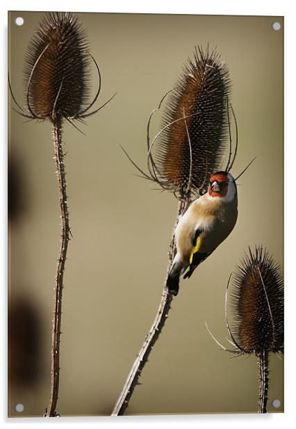 GOLDFINCH AND TEASELS Acrylic by Anthony R Dudley (LRPS)