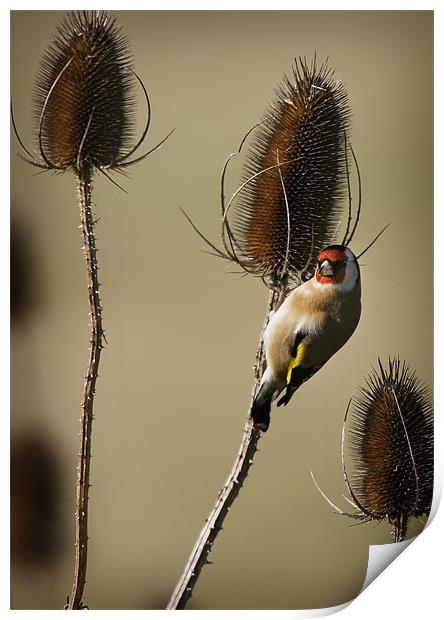GOLDFINCH AND TEASELS Print by Anthony R Dudley (LRPS)