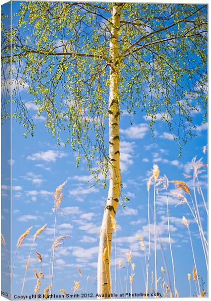 Birch tree in spring Canvas Print by Kathleen Smith (kbhsphoto)
