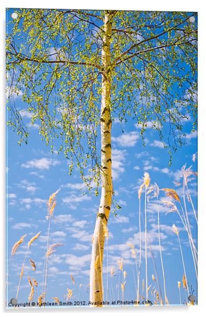 Birch tree in spring Acrylic by Kathleen Smith (kbhsphoto)