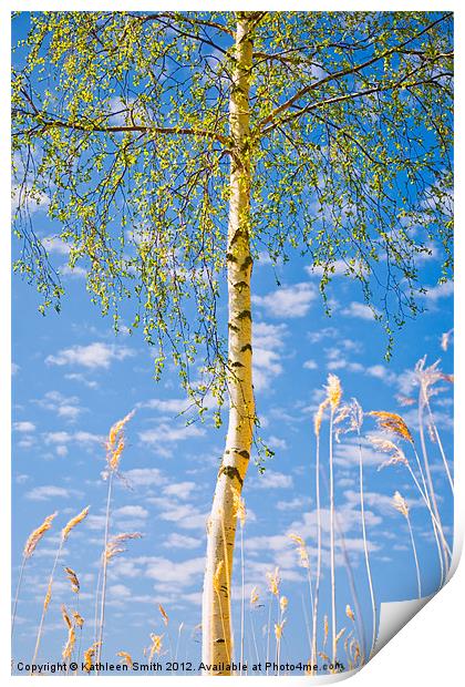 Birch tree in spring Print by Kathleen Smith (kbhsphoto)