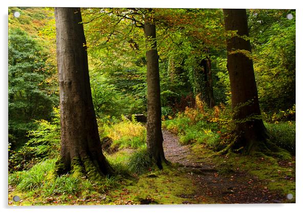 Ash trees by a Woodland Path Acrylic by Dave Wilkinson North Devon Ph