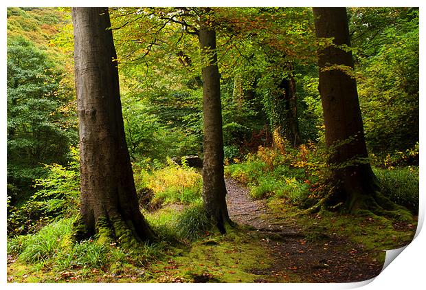 Ash trees by a Woodland Path Print by Dave Wilkinson North Devon Ph