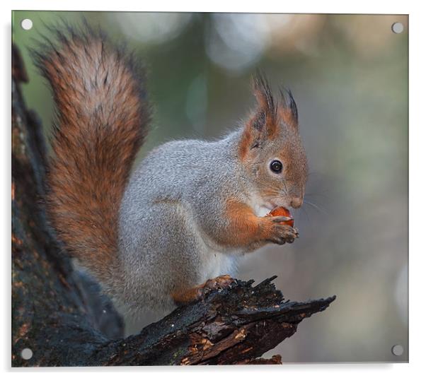 Taste of a nut Acrylic by Sergey Golotvin