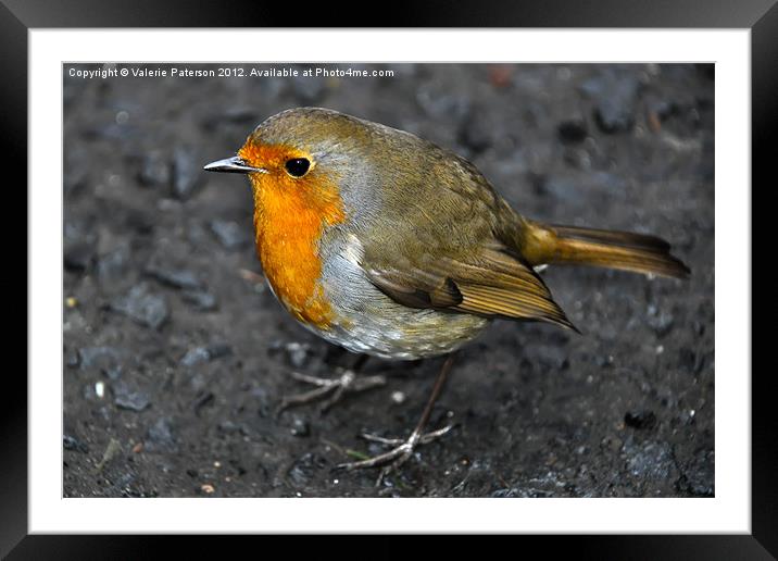 Robin Framed Mounted Print by Valerie Paterson