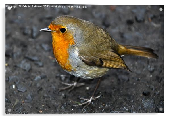 Robin Acrylic by Valerie Paterson