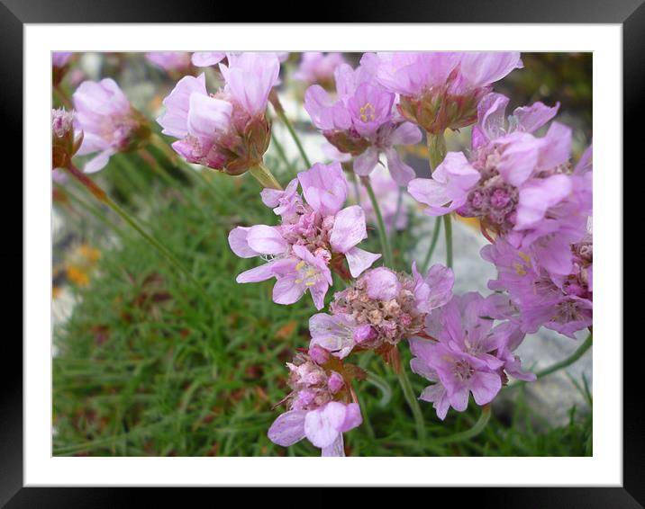 Sea Pinks Framed Mounted Print by Tim O Driscoll