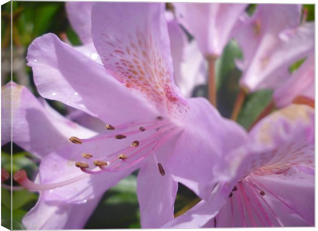 Rhododendron Canvas Print by Tim O Driscoll