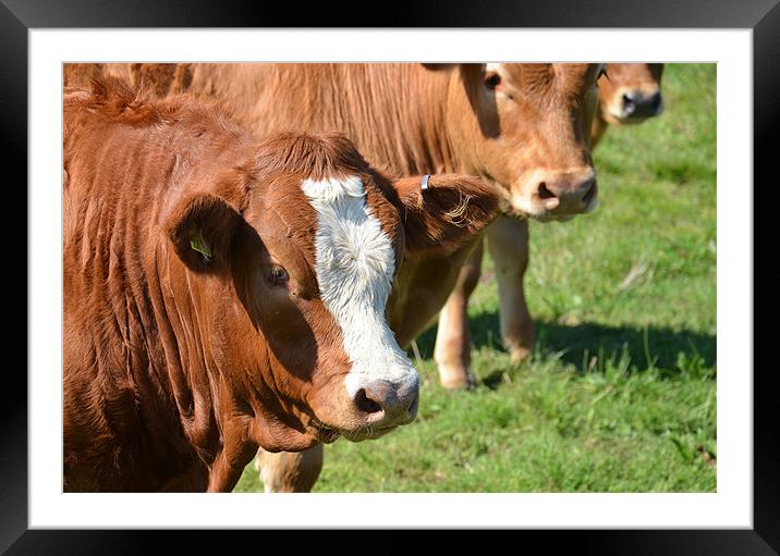 Three brown cows Framed Mounted Print by Malcolm Snook
