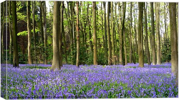 Arty bluebell wood Canvas Print by Paula Palmer canvas