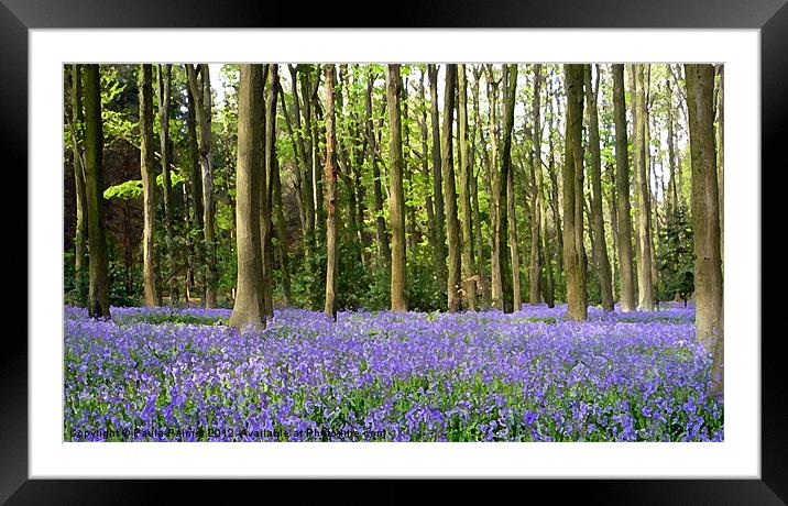 Arty bluebell wood Framed Mounted Print by Paula Palmer canvas