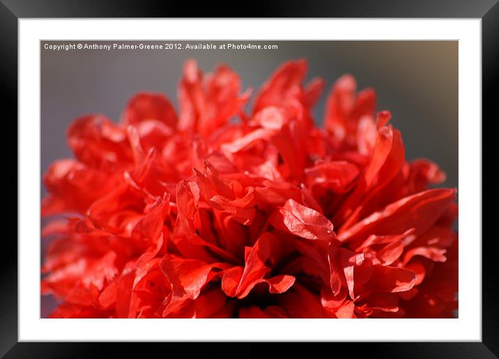 Red Poppy Framed Mounted Print by Anthony Palmer-Greene