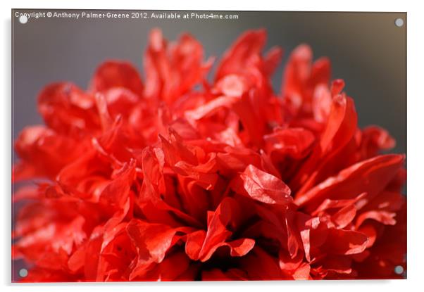 Red Poppy Acrylic by Anthony Palmer-Greene