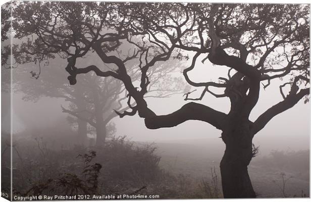 Trees in The Fog Canvas Print by Ray Pritchard