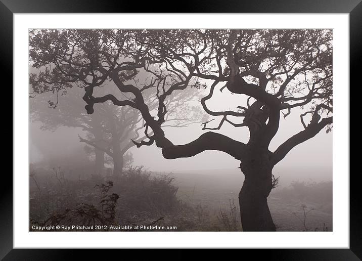 Trees in The Fog Framed Mounted Print by Ray Pritchard