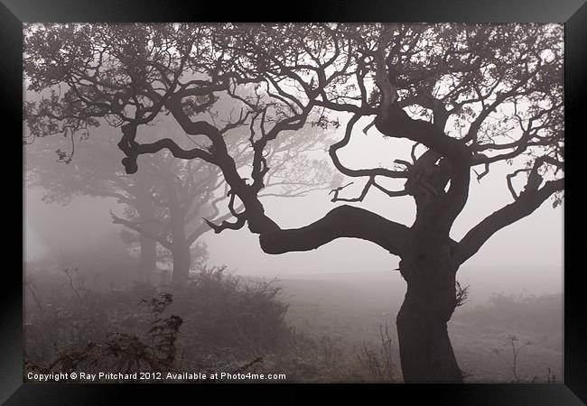 Trees in The Fog Framed Print by Ray Pritchard