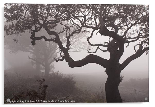 Trees in The Fog Acrylic by Ray Pritchard