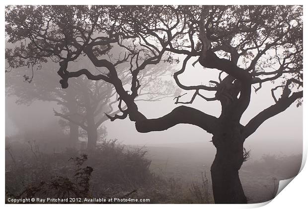 Trees in The Fog Print by Ray Pritchard