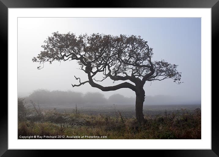 Misty Tree Framed Mounted Print by Ray Pritchard