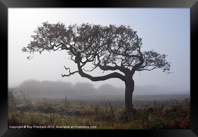 Misty Tree Framed Print by Ray Pritchard