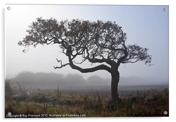 Misty Tree Acrylic by Ray Pritchard