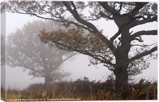 Trees in the Mist Canvas Print by Ray Pritchard